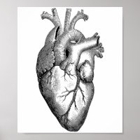 Heart Anatomy Science