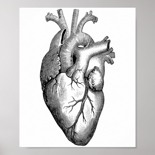 Heart Anatomy Science Poster (Front)