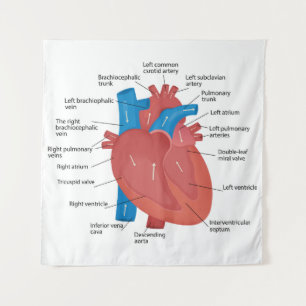 Heart anatomy  tapestry