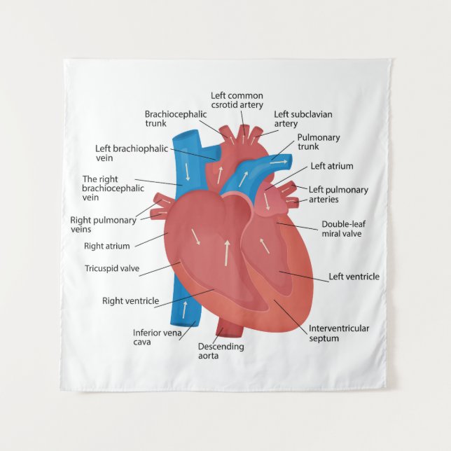 Heart anatomy  tapestry (Front)