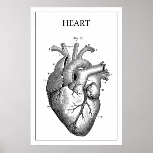 HEART ANATOMY VINTAGE POSTER