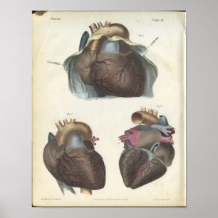Heart Anatomy Vintage Print