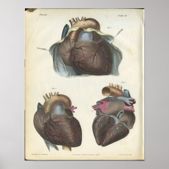 Heart Anatomy Vintage Print (Front)