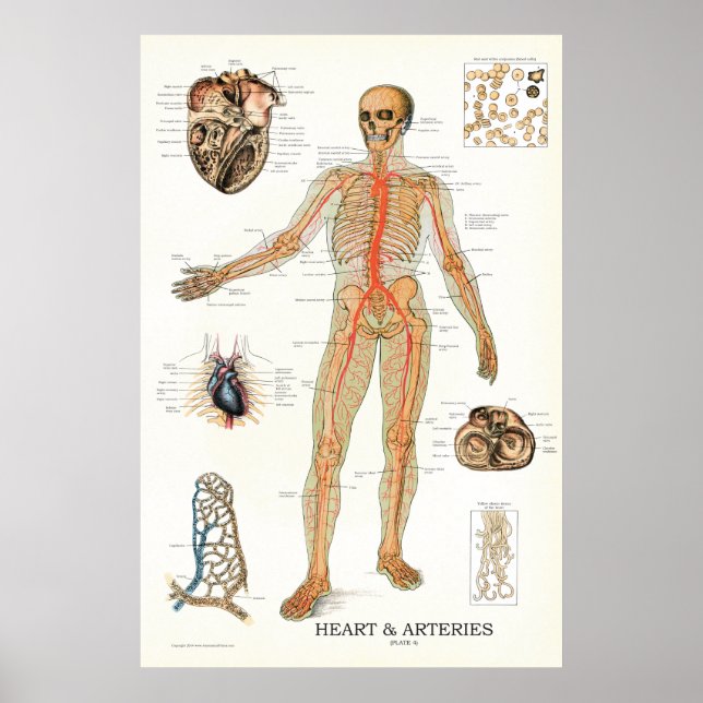Heart and Arteries Human Anatomy Poster 24 X 36 (Front)
