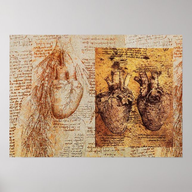 Heart And Its Blood Vessels /  Bronchial Arteries Poster (Front)