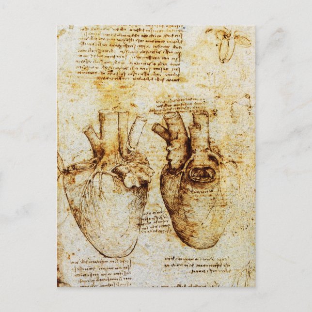 Heart And Its Blood Vessels Parchment Postcard (Front)