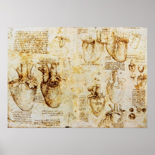 Heart And Its Blood Vessels Poster (Front)