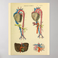 Heart Aorta Vintage Anatomy Art Print