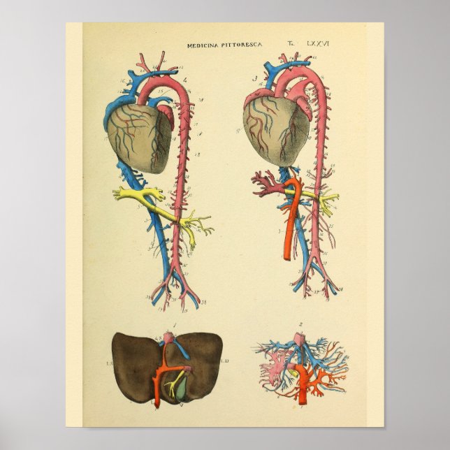 Heart Aorta Vintage Anatomy Art Print (Front)