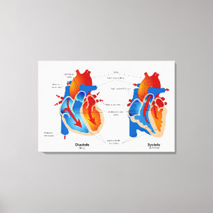 Heart Blood Flow Medical Chart  Canvas Print