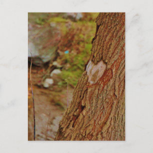 Heart Carved in Tree Postcard