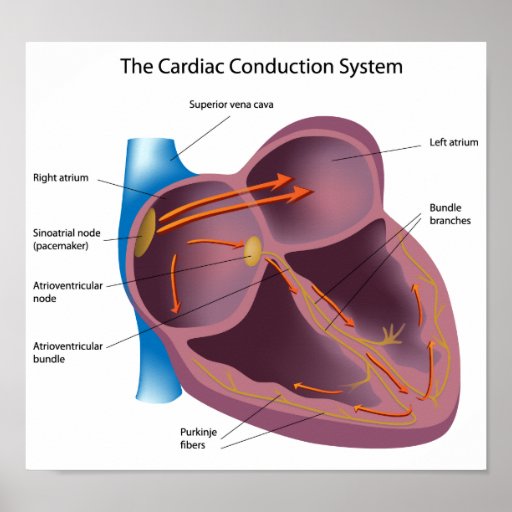 Heart conduction system Poster | Zazzle