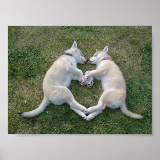 heart husky poster