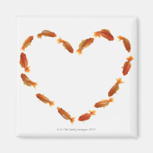 Heart made with goldfishes magnet