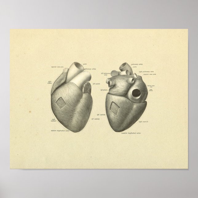 Heart Muscle Surface Anatomy Print (Front)