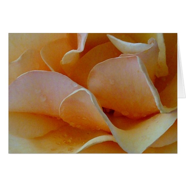 Heart of a Rose (Front Horizontal)