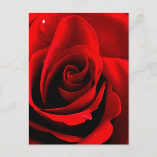 Heart of a Rose Postcard (Front)