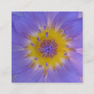 Heart of a waterlily macro photography square business card