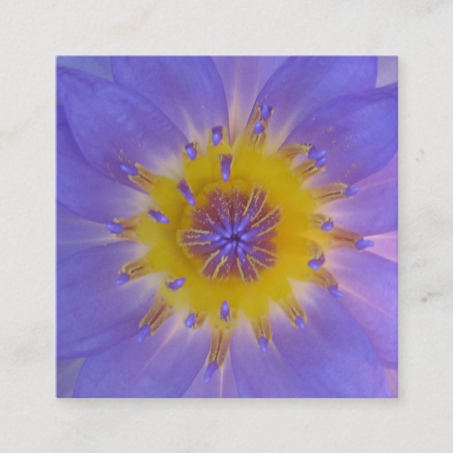 Heart of a waterlily macro photography square business card (Front)