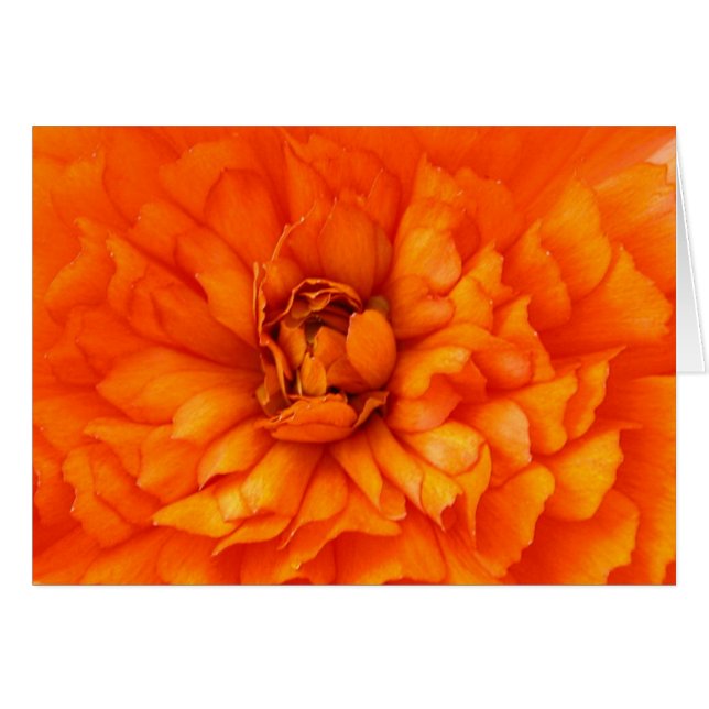 Heart of Ranunculus (Front Horizontal)