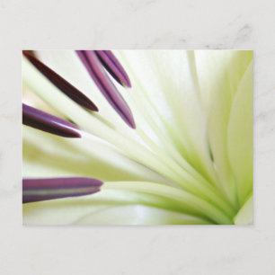Heart of the Lily Fine Art Floral Photography Postcard