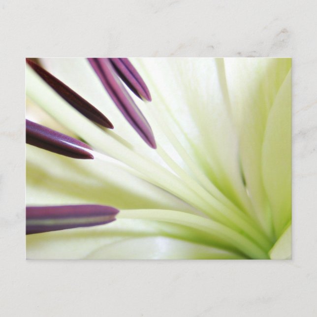 Heart of the Lily Fine Art Floral Photography Postcard (Front)