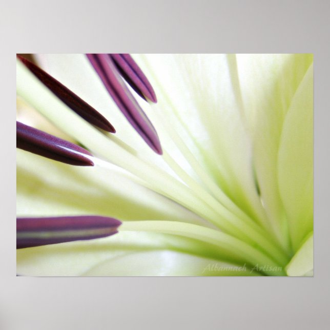 Heart of the Lily Fine Art Floral Photography Poster (Front)