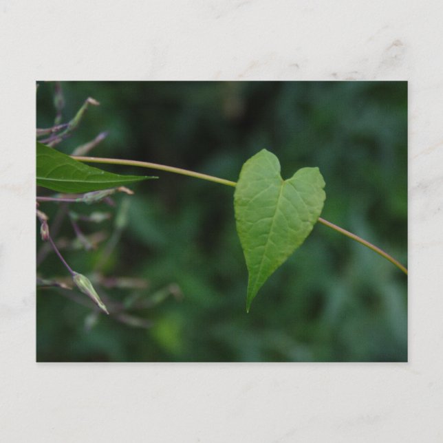 heart postcard (Front)