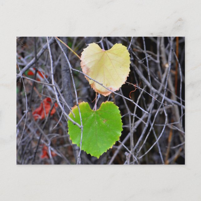Heart Shaped Leaves Postcard (Front)