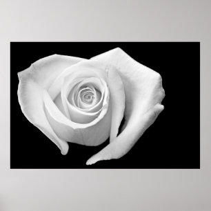 Heart Shaped Rose, Black and White Poster