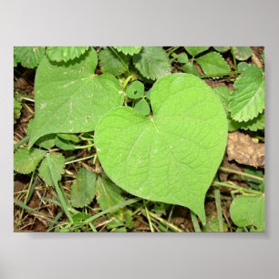 heart shaped vine poster