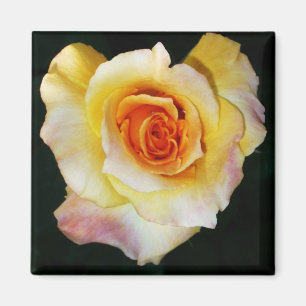 Heart Shaped Yellow Rose Magnet