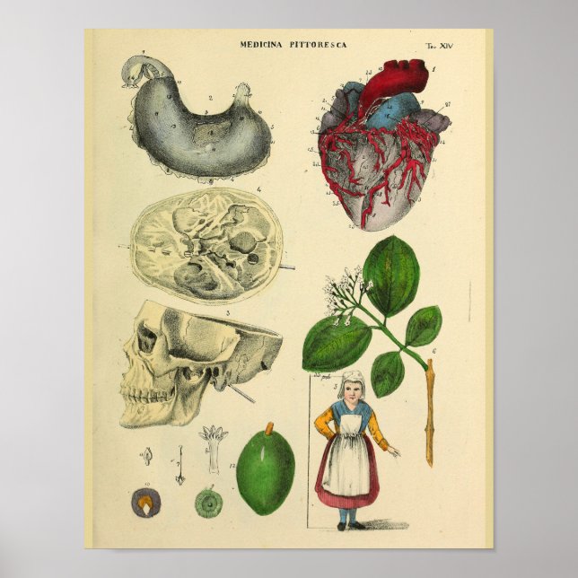 Heart Skull Stomach Anatomy Vintage Art Print (Front)