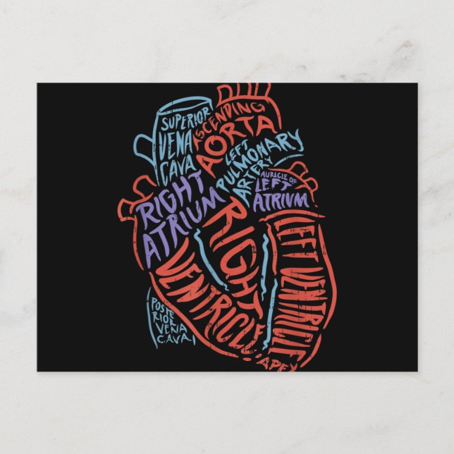 Heart Specialist Anatomy Doctor Medical Biology Holiday Postcard (Front)
