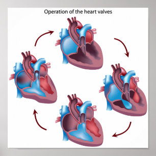 Heart valves operation  Poster