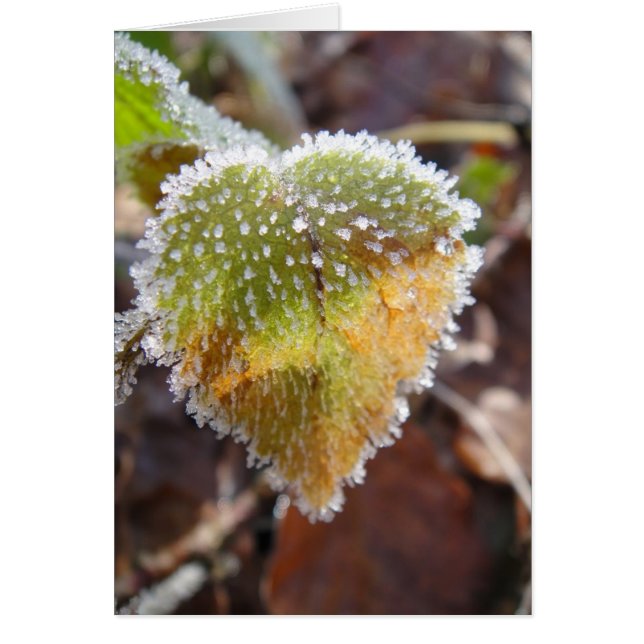 Heartshaped leaf with frost (Front)