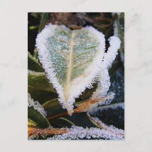 Heartshaped leaf with ice postcard