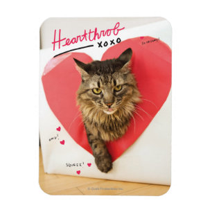 Heartthrob Cat Magnet