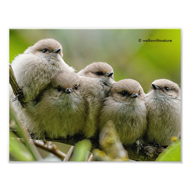 Heartwarming Cute Bushtits Songbirds Family Photo (Front)