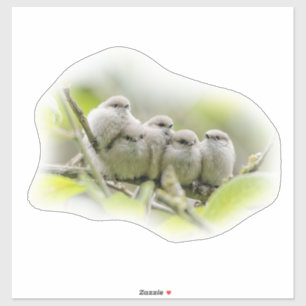 Heartwarming Cute Bushtits Songbirds Family Photo