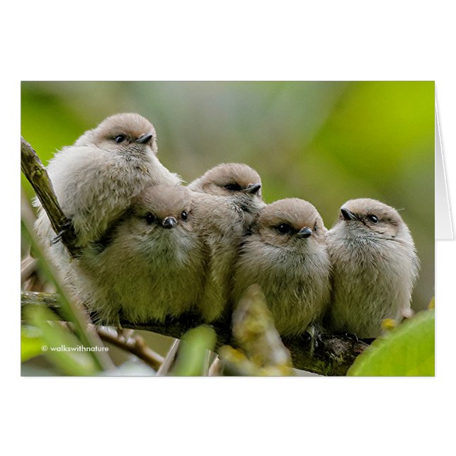 Heartwarming Cute Bushtits Songbirds Family Photo (Front Horizontal)