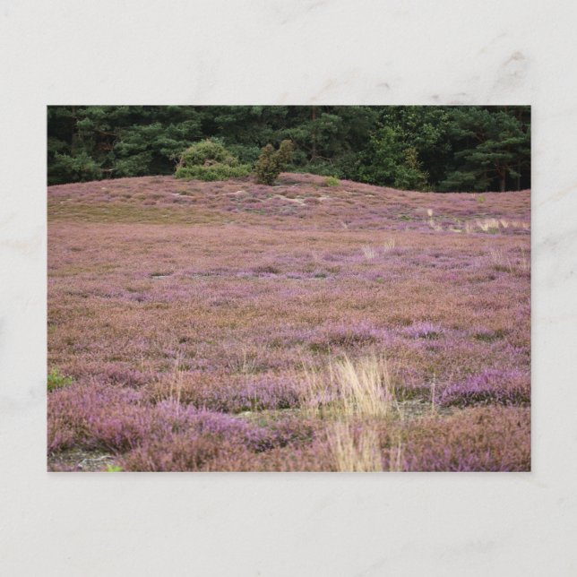 Heath Postcard (Front)