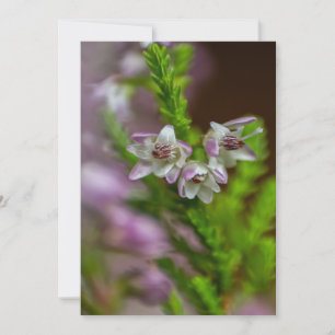 Heather Spring flower evergreen bloom purple  Invitation