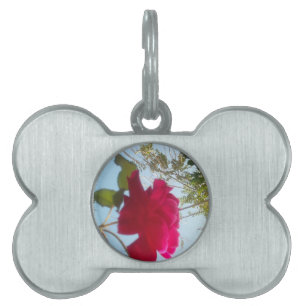 Heavenly Bloom: A Rose Against the Sky Pet ID Tag