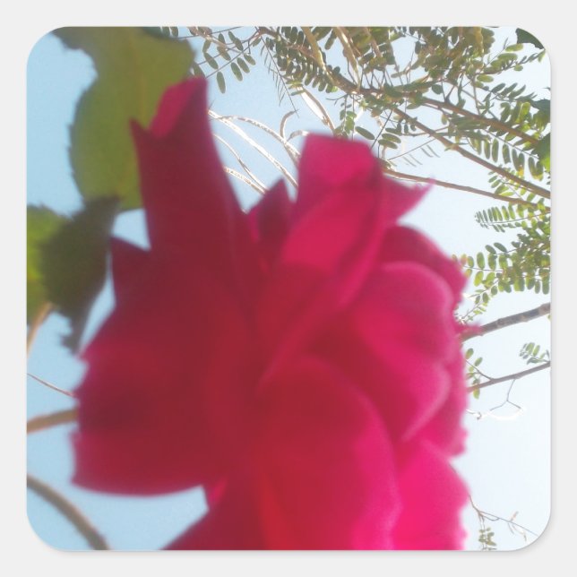 Heavenly Bloom: A Rose Against the Sky Square Sticker (Front)