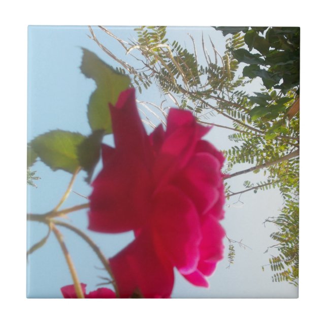 Heavenly Bloom: A Rose Against the Sky Tile (Front)