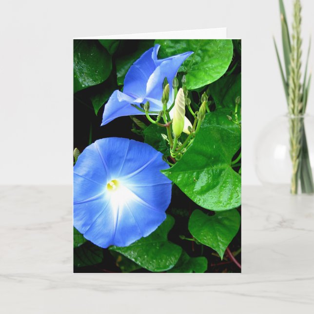 Heavenly Blue Morning Glory Birthday Card (Front)