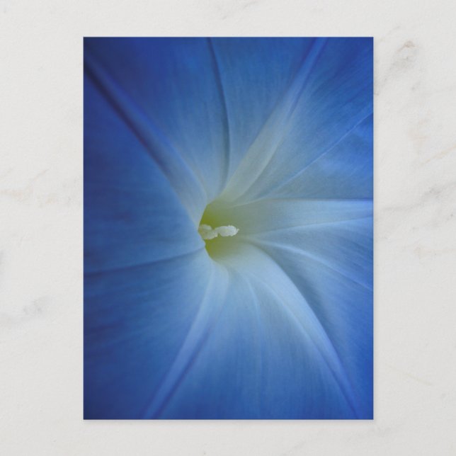 Heavenly Blue Morning Glory Close-Up Postcard (Front)