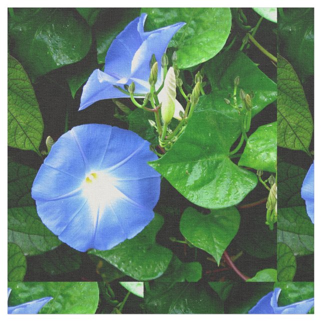 Heavenly Blue Morning Glory Fabric (Close Up)