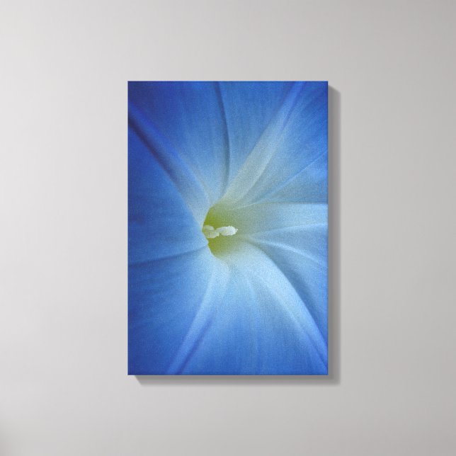 Heavenly Blue Morning Glory Flower Photo Canvas Print (Front)